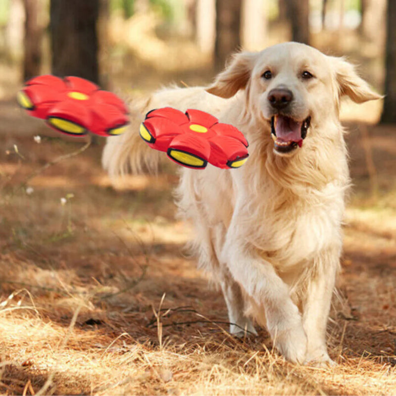 Brinquedo Bola Interativa para Pets